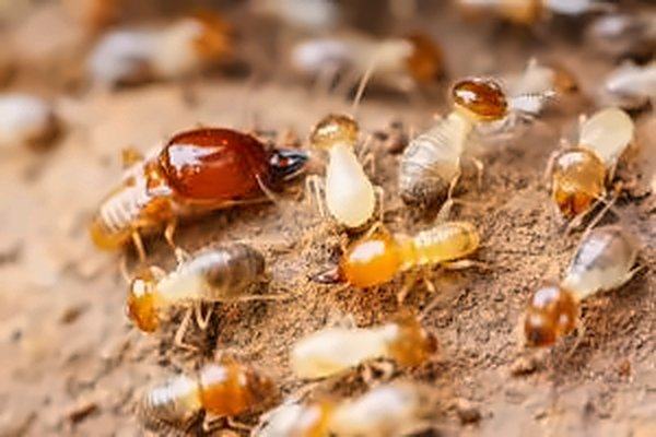 Termites ouvrières et un soldat à tête orange sur du bois et de la terre.