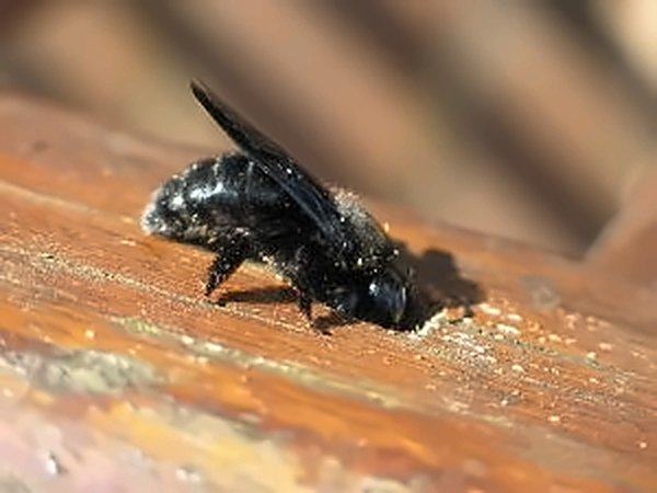 Abeille charpentière noire entrant dans un trou qu'elle a percé dans une pièce de bois.