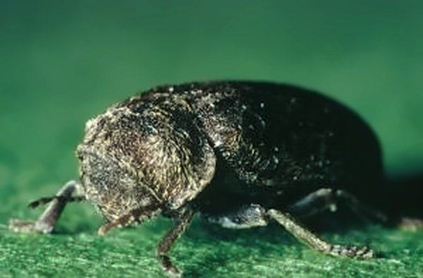 Gros plan d'une grosse vrillette, insecte brun foncé xylophage, sur fond vert.