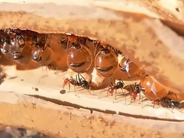 Fourmis et pupes orangées dans une galerie creusée dans du bois.