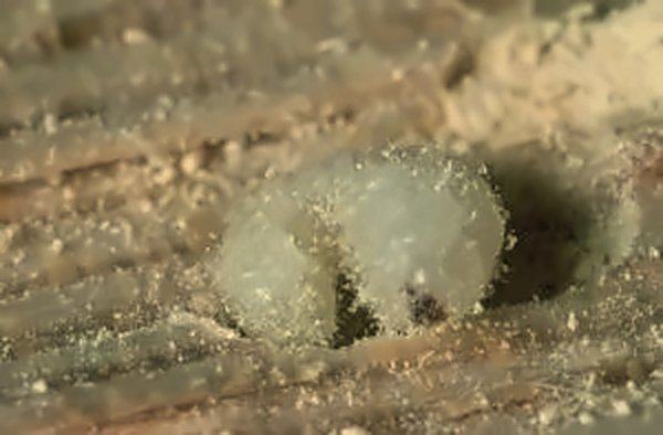 Larve blanche de petite vrillette dans une galerie de bois, entourée de sciure fine.