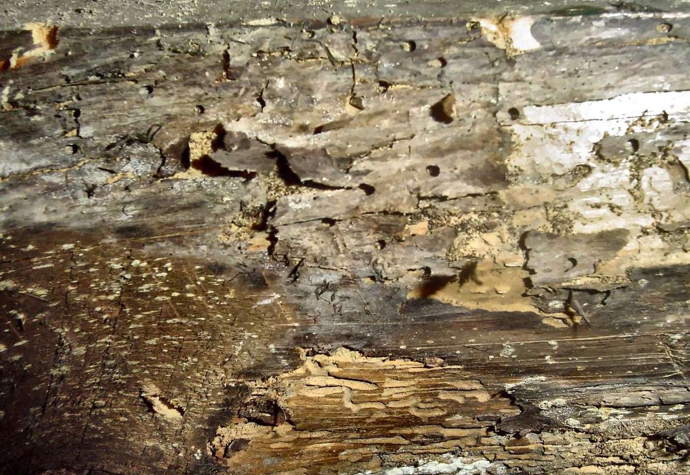 Poutre de charpente attaquée par les insectes xylophages : trous de sortie et galeries dans le bois