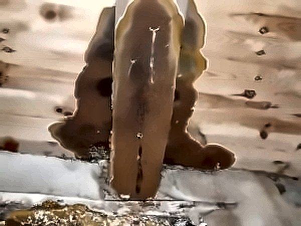 Poutre attaquée par la mérule mature, avec un champignon brun-orangé étalé sur le bois.
