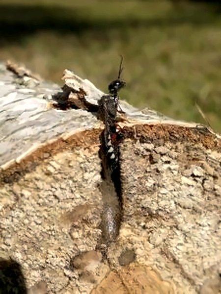 Sirex, insecte xylophage, enfoncé dans la fente d'une bûche coupée.